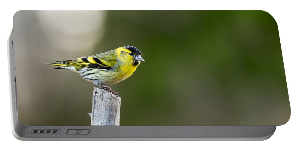 Siskin On Top Portable Battery Charger featuring the photograph Siskin on top by Torbjorn Swenelius