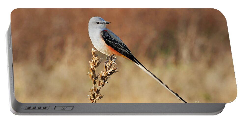 Scissor-tailed Flycatcher Portable Battery Charger featuring the photograph Sissor-tailed Flycatcher 2 by Betty LaRue