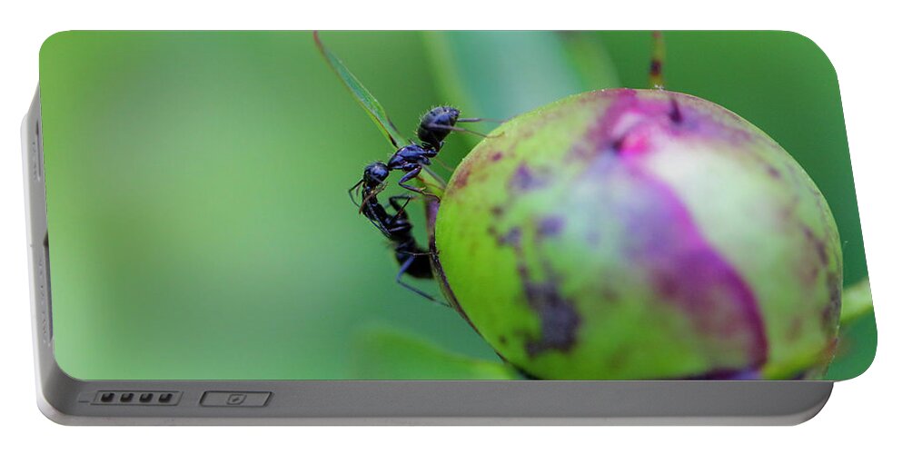 Camponotus Pennsylvanicus Portable Battery Charger featuring the photograph Sisters by Todd Bannor