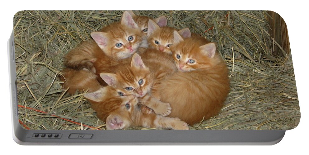 Kittens Portable Battery Charger featuring the photograph Six Kittens by Keith Stokes