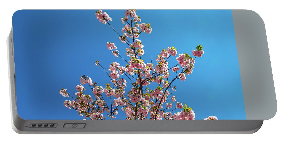 Cherry Blossom Portable Battery Charger featuring the photograph Sky Cherry Blossom by Benny Marty