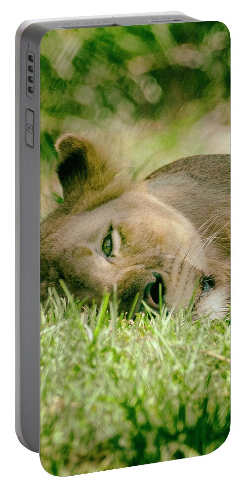 Lions Portable Battery Charger featuring the photograph Sleeoing Lioness by Lawrence Knutsson