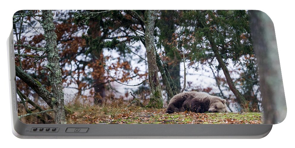 Bear Portable Battery Charger featuring the photograph Sleeping Bear by Torbjorn Swenelius