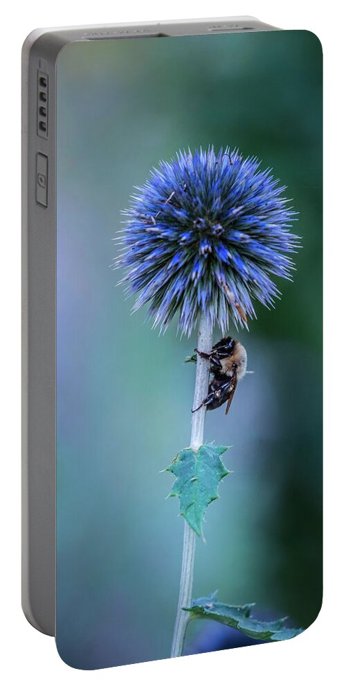 Bumblebee Portable Battery Charger featuring the photograph Sleeping cute bumblebee by Lilia S