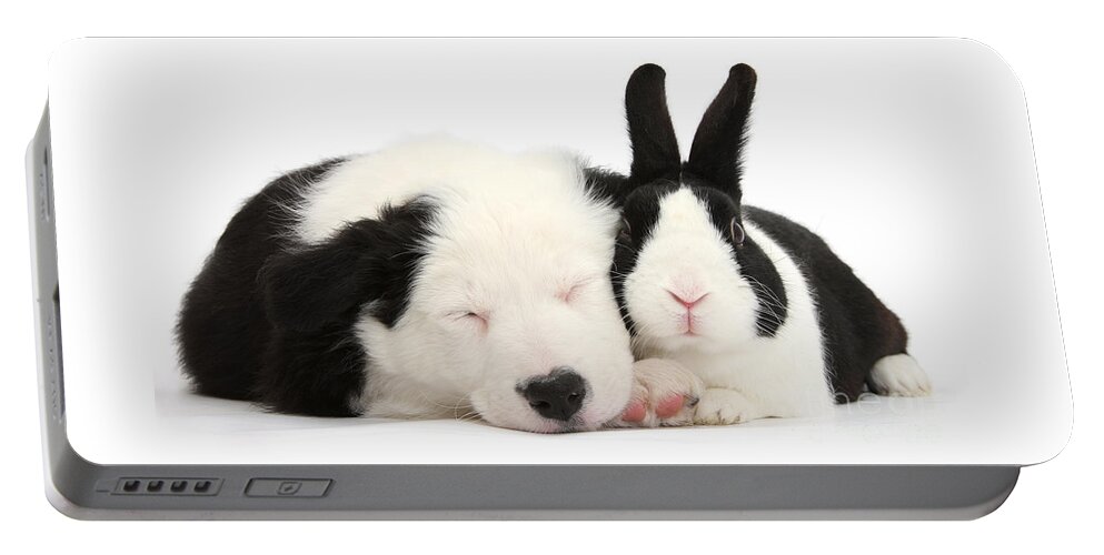 Border Collie Portable Battery Charger featuring the photograph Sleeping in Black and White by Warren Photographic