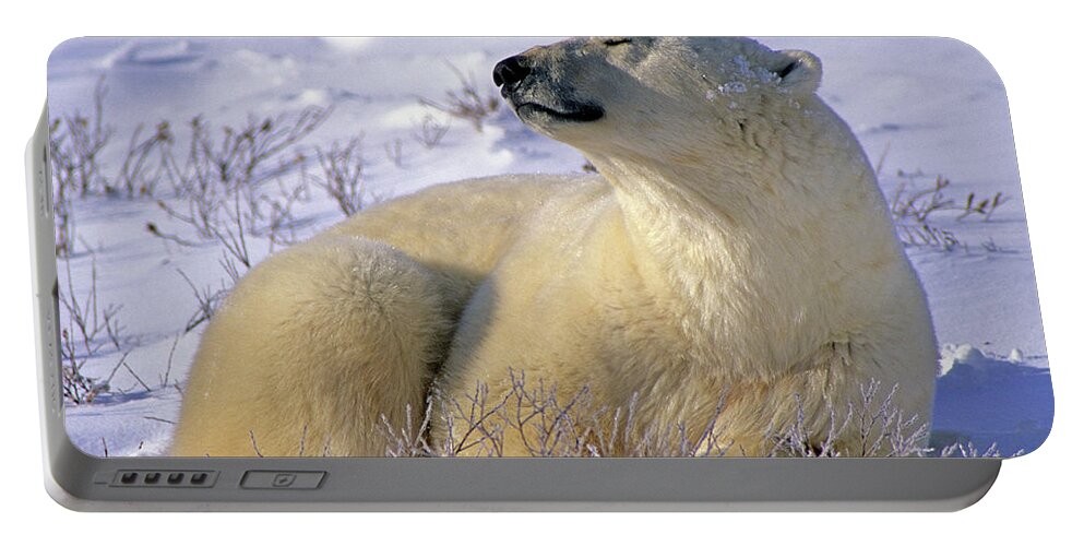 Polar Bear Portable Battery Charger featuring the photograph Sleepy Polar Bear by Tony Beck