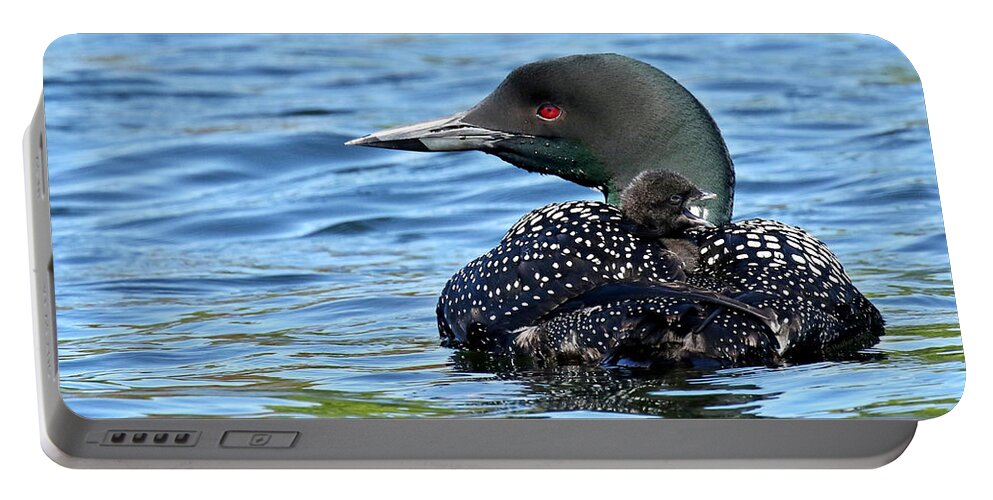 Loon Portable Battery Charger featuring the photograph Sleepy time baby loon by Heather King