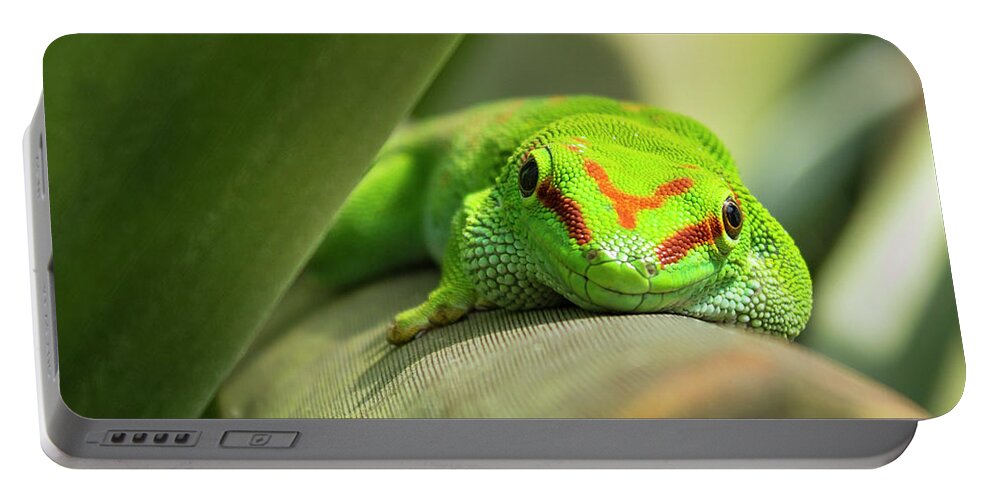 Gecko Portable Battery Charger featuring the photograph Smile by Holly Ross