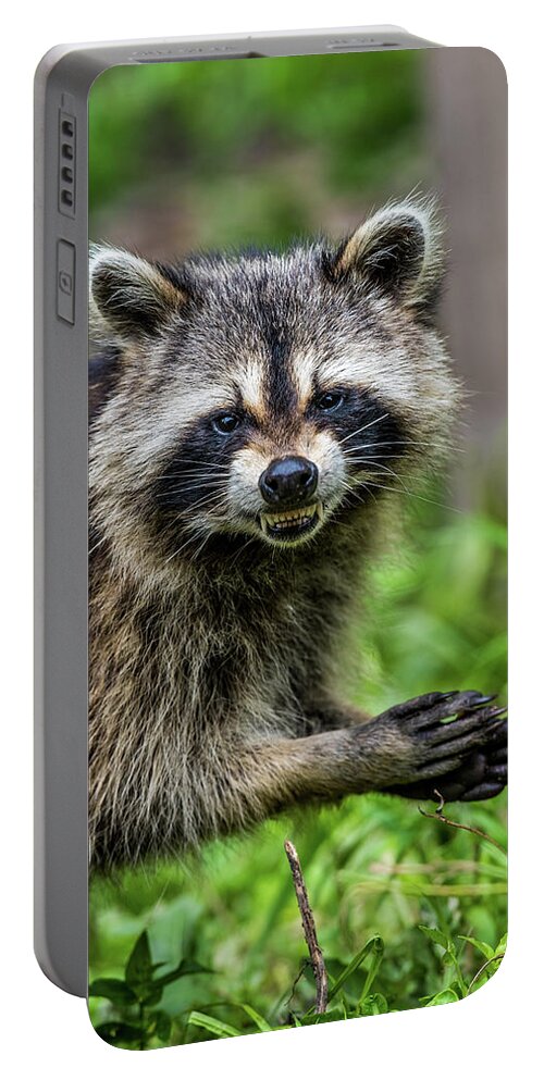 Raccoon Portable Battery Charger featuring the photograph Smiling Raccoon by Paul Freidlund