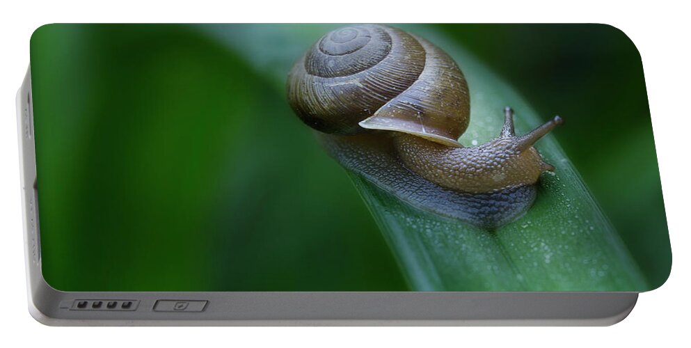Snail Portable Battery Charger featuring the photograph Snail In The Morning by Mike Eingle