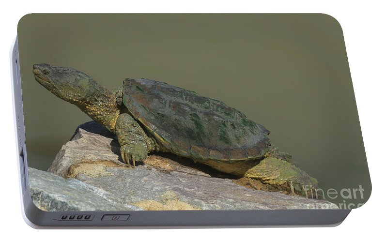 Snapping Turtle Portable Battery Charger featuring the photograph Snapping turtle by Merrimon Crawford