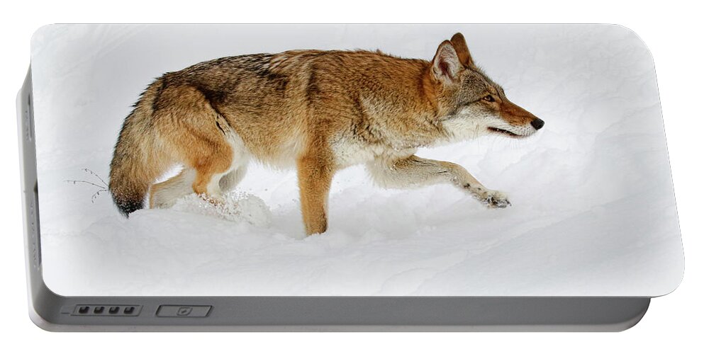Coyote Portable Battery Charger featuring the photograph Snow Bound by Steve McKinzie