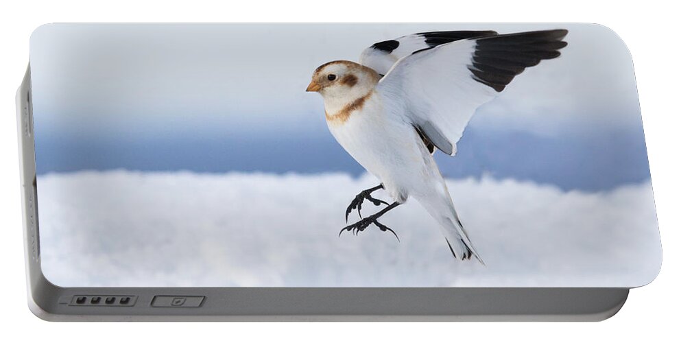 Bunting Portable Battery Charger featuring the photograph Snow Bunting landing by Mircea Costina Photography