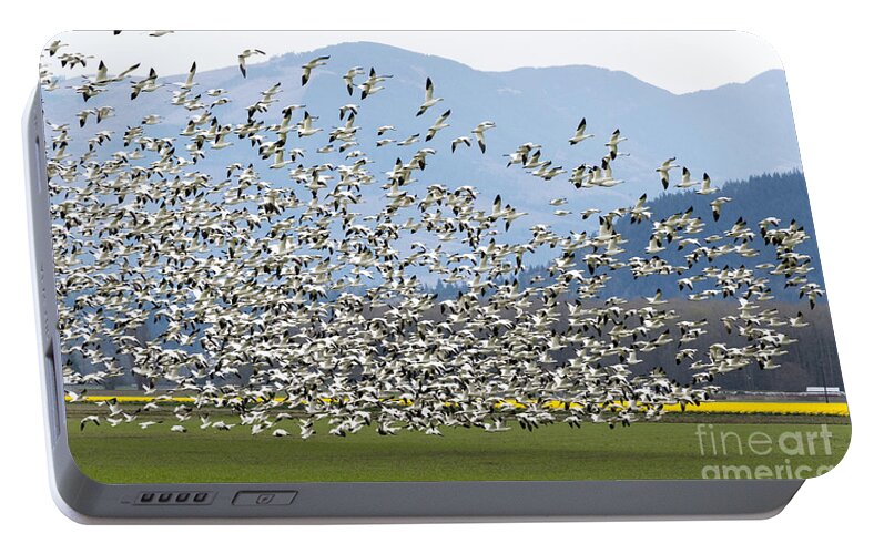 Snow Geese Portable Battery Charger featuring the photograph Snow Geese Exodus by Michael Dawson