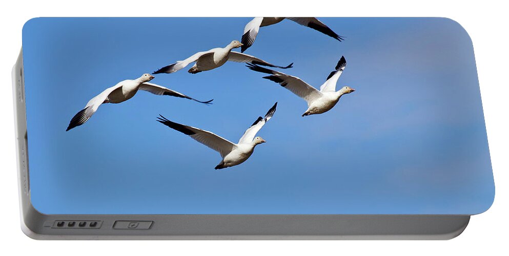 Snow Geese Portable Battery Charger featuring the photograph Snow Geese formation by Elvira Butler