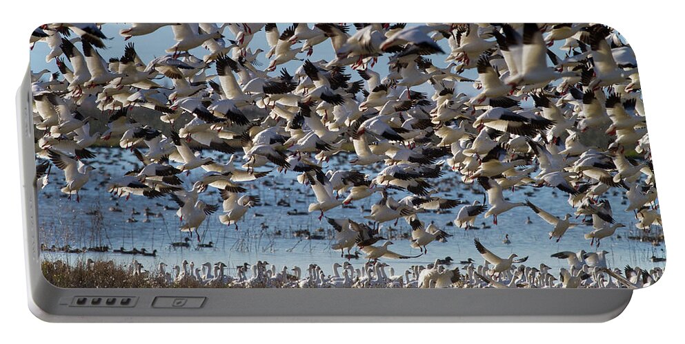 Wild Natural Portable Battery Charger featuring the photograph Snow Geese Lift Off by Mark Miller