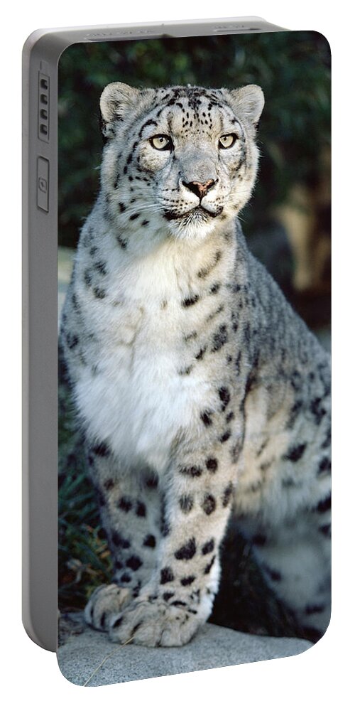Mp Portable Battery Charger featuring the photograph Snow Leopard Uncia Uncia Portrait by Gerry Ellis