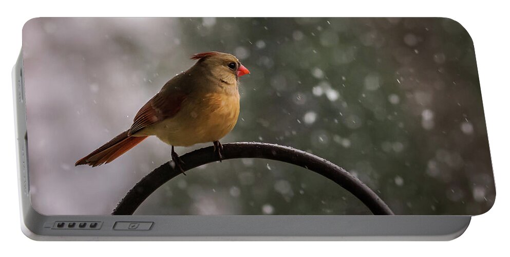Terry D Photography Portable Battery Charger featuring the photograph Snow Showers Female Northern Cardinal by Terry DeLuco