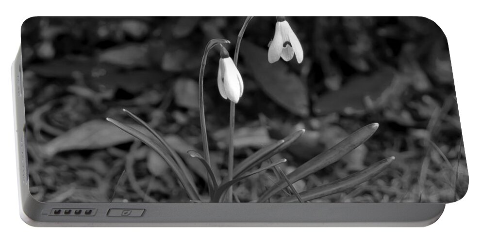 Snowdrops Portable Battery Charger featuring the photograph Snowdrops by Elena Perelman