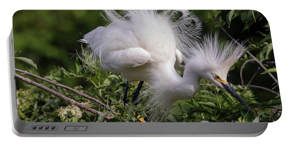 Egrets Portable Battery Charger featuring the photograph Snowy Decsending by DB Hayes