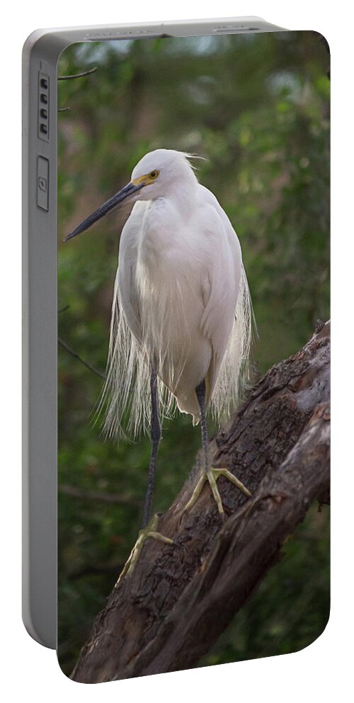 Animal Portable Battery Charger featuring the photograph Snowy Egret 0978 by Teresa Wilson