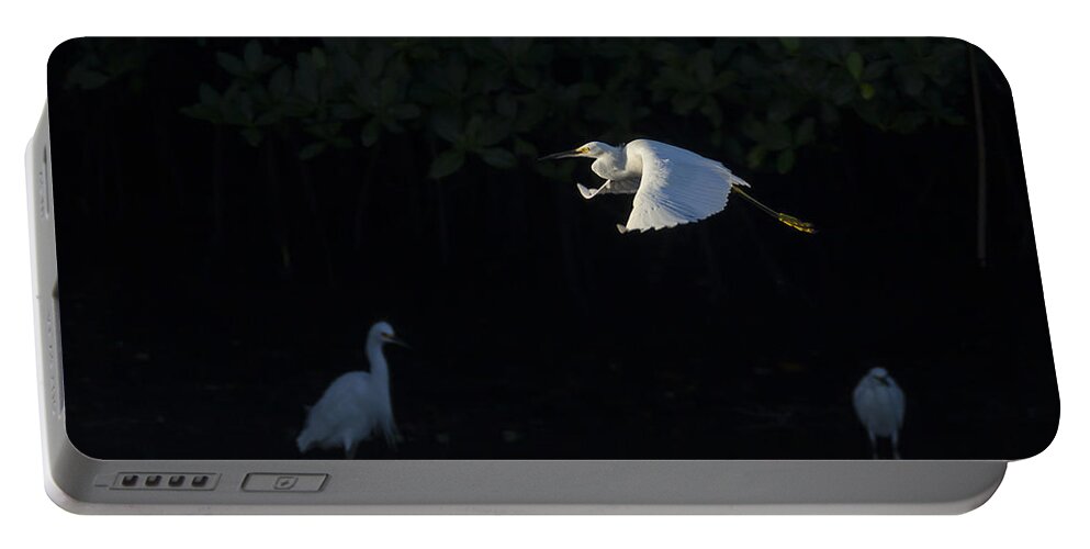 Snowy Portable Battery Charger featuring the photograph Snowy Egret gliding in the morning light by David Watkins