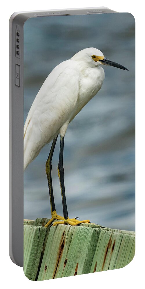 Bird Portable Battery Charger featuring the photograph Snowy Egret by Jody Partin