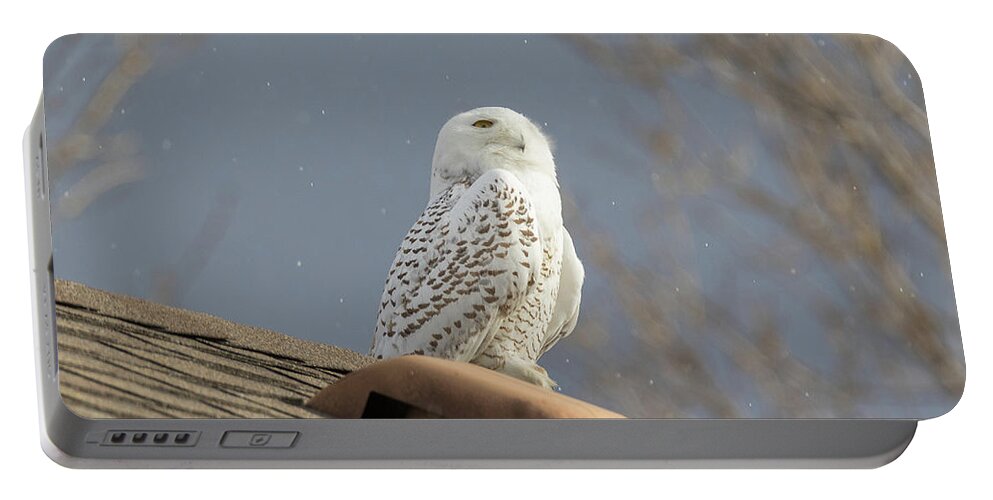Owl Portable Battery Charger featuring the photograph Snowy Owl Enjoys The Snowflakes by Tony Hake