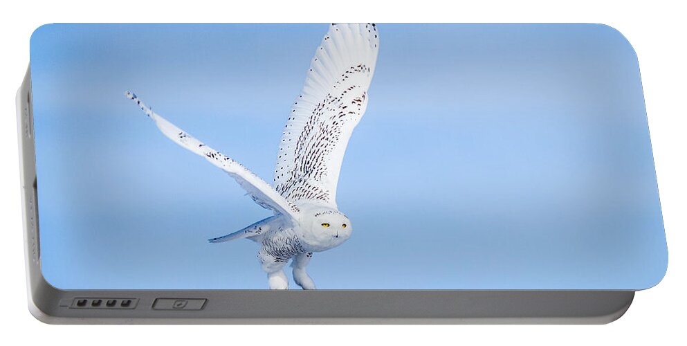 Animals Portable Battery Charger featuring the photograph Snowy Owls Soaring by Rikk Flohr