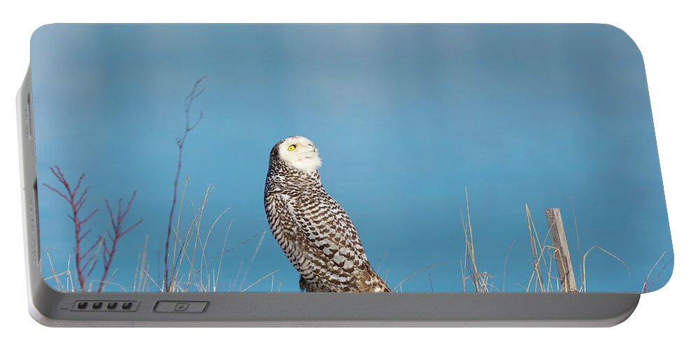 Snowy Owl Owls Snow Outside Outdoors Nature Natural Wild Life Wildlife Ornithology Birds Bird Birding Turn Around Turning Twisting Twist Watching Providence Ri Rhode Island Newengland New England Brian Hale Brianhalephoto Atlantic Ocean Portable Battery Charger featuring the photograph Snowy Watching a Plane by Brian Hale