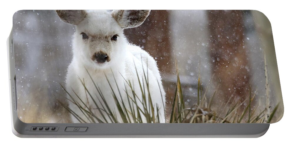 White Fawn Portable Battery Charger featuring the photograph Snowy White Fawn by Mindy Musick King