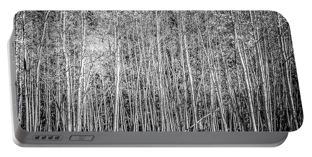  Aspen Portable Battery Charger featuring the photograph So Many Aspens One Fallen by Marilyn Hunt