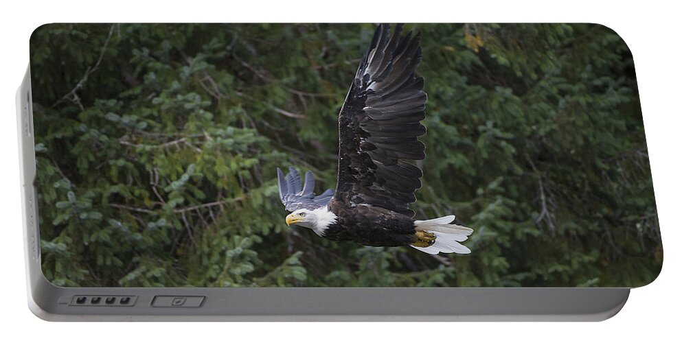 Bald Portable Battery Charger featuring the photograph Soaring Bald Eagle by Bill Cubitt