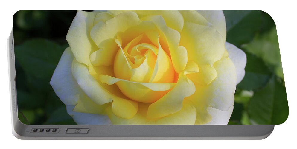 Yellow Rose Portable Battery Charger featuring the photograph Soft Smile by Sudakshina Bhattacharya