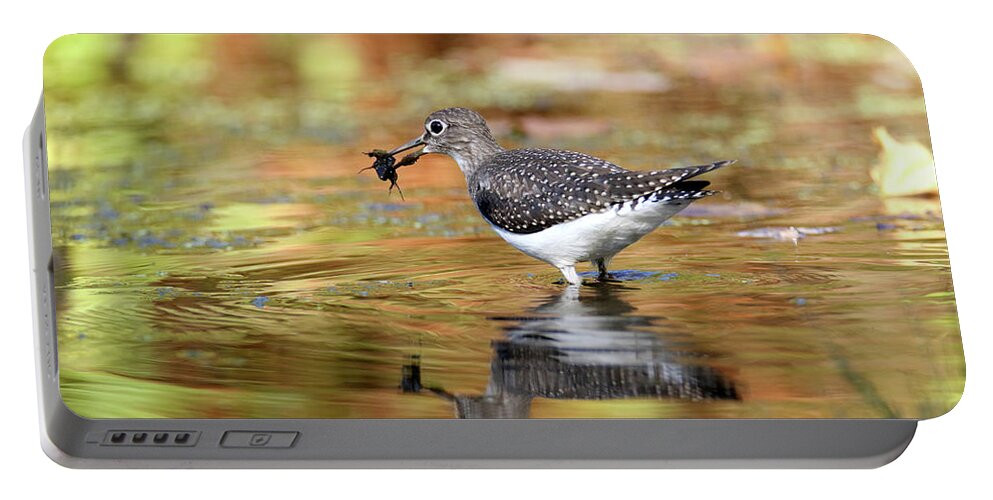 Solitary Sandpiper Portable Battery Charger featuring the photograph Solitary Sandpiper with a Belostomatidae by Brook Burling