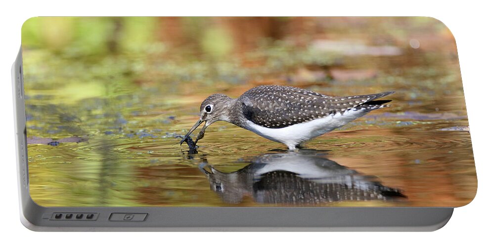Solitary Sandpiper Portable Battery Charger featuring the photograph Solitary Sandpiper with Belostomatidae by Brook Burling