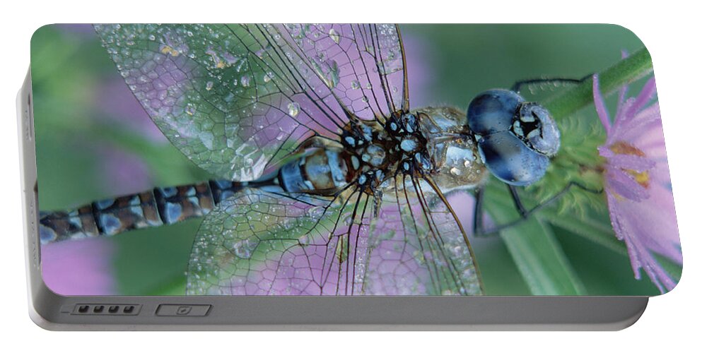 Mp Portable Battery Charger featuring the photograph Southern Hawker Dragonfly Aeshna Cyanea by Tim Fitzharris
