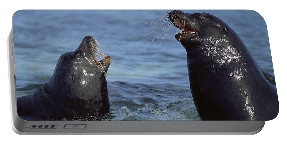 00140160 Portable Battery Charger featuring the photograph Sparring Galapagos Sealion Bulls by Tui De Roy