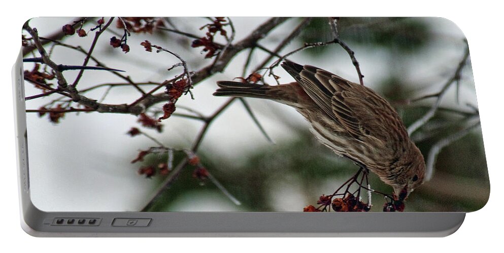 Bird Portable Battery Charger featuring the photograph Sparrow Eating Berry by David Arment