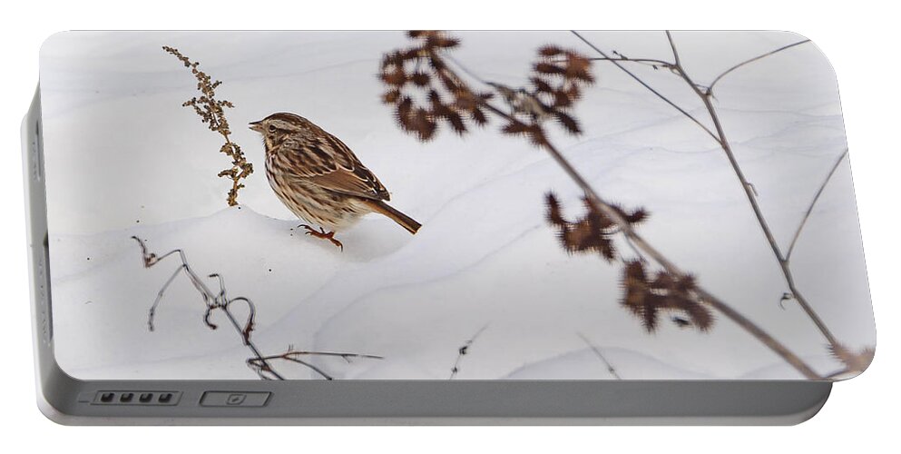 Song Sparrow Portable Battery Charger featuring the photograph Sparrow in the Winter snow by Holden The Moment