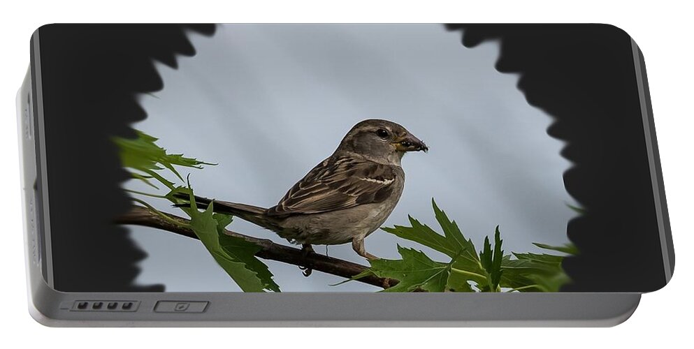 Sparrow Portable Battery Charger featuring the photograph Sparrow  by Holden The Moment