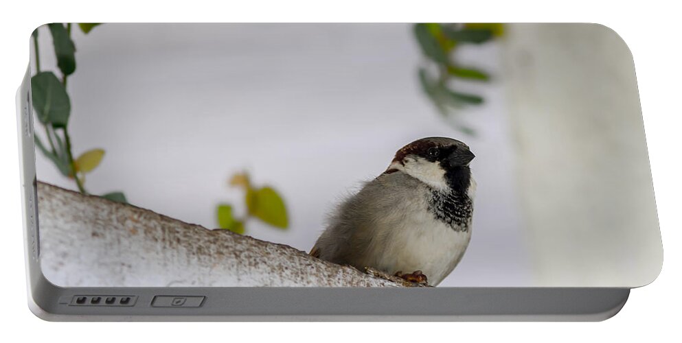 Sparrow Portable Battery Charger featuring the photograph Sparrow by Ramabhadran Thirupattur