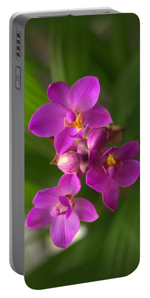 Plant Portable Battery Charger featuring the photograph Spathoglottis Orchid Flower by Nathan Abbott