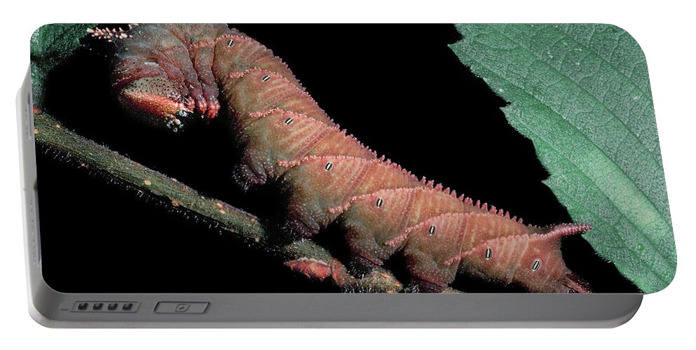 Insects Portable Battery Charger featuring the photograph Sphinx Moth Caterpillar by Gary Shepard