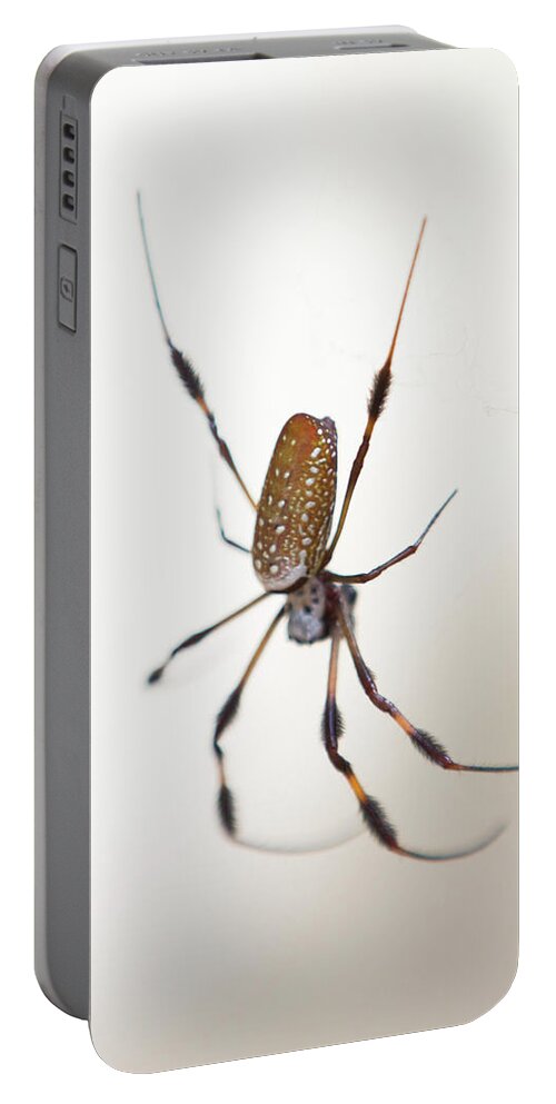 Spider Portable Battery Charger featuring the photograph Spider in the woods by Allan Morrison