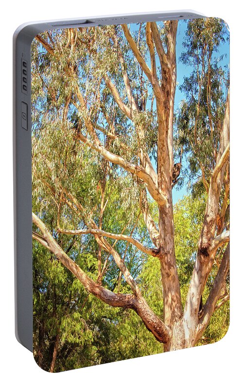 Mad About Wa Portable Battery Charger featuring the photograph Spot the Koala, Yanchep National Park by Dave Catley