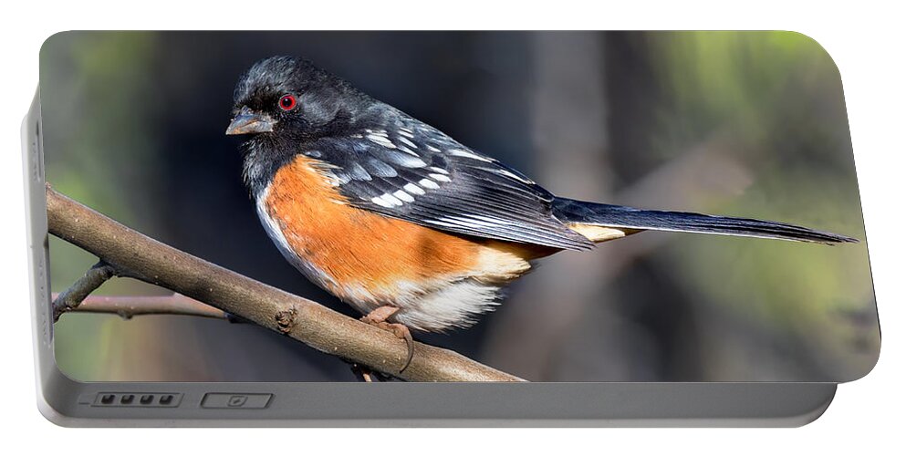 Spotted Towhee Portable Battery Charger featuring the photograph Spotted Towhee Portrait by Kathleen Bishop