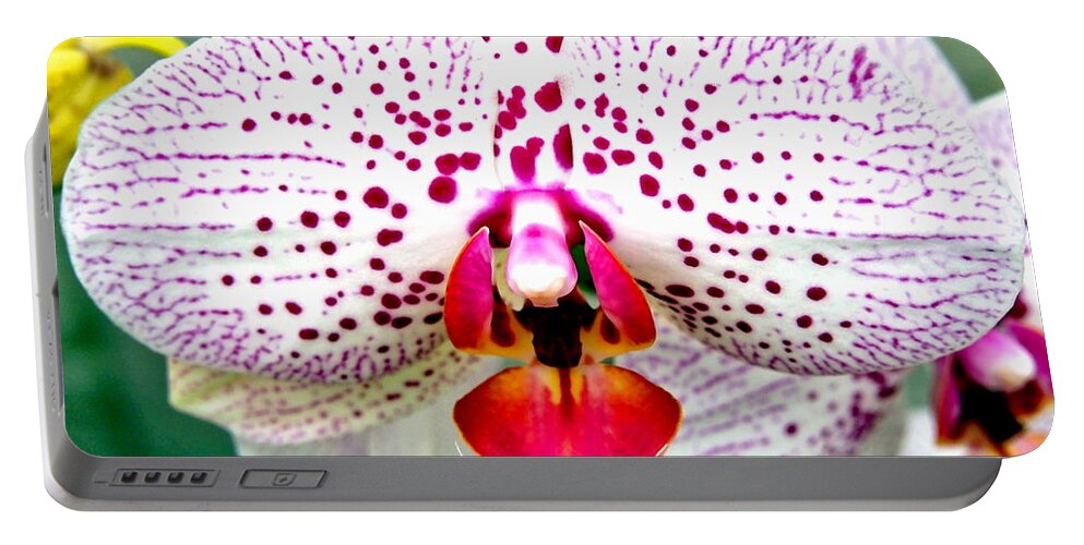 Nature Portable Battery Charger featuring the photograph Spotted White and Purple Orchid by Amy McDaniel