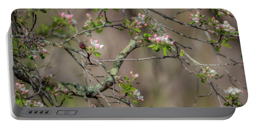 300 Mm F/4 Is Usm Portable Battery Charger featuring the photograph Spring Blossoms 2 by Mark Mille
