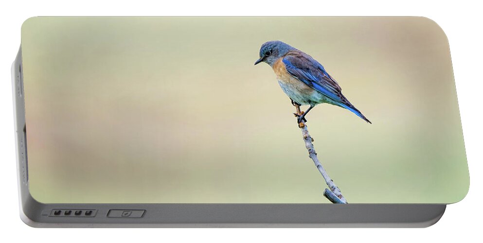 Spring Portable Battery Charger featuring the photograph Spring Bluebird by Steph Gabler
